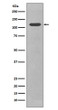 CD34 antibody western blot NIH/3T3 lysates STJA0035825