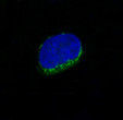 CD34 antibody immunofluorescence HUVEC STJA0035825
