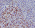 PD1 antibody immunohistochemistry human tonsil STJA0035838