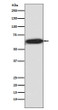 Phospho-S6K1 antibody western blot HEK293 lysates STJA0035852