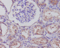 Synaptophysin antibody immunohistochemistry human kidney STJA0035857