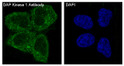 DAP Kinase 1 antibody immunofluorescence HeLa cells STJA0035860