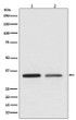 WNT2 antibody western blot Jurkat SKBR3 lysates STJA0035866