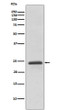RAB11A antibody western blot HeLa lysates STJA0035868