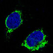 Bim antibody immunofluorescence Raji cells STJA0035872