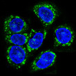 CCR7 antibody immunofluorescence HeLa cells STJA0035892