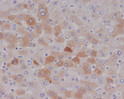 C Reactive Protein antibody immunohistochemistry human liver STJA0035895