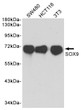 SOX9 antibody western blot SW480 HCT116 3T3 STJA0035911