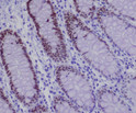 SOX9 antibody immunohistochemistry human colon STJA0035911
