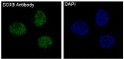 SOX9 antibody immunofluorescence SW48 cells STJA0035911
