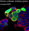 Renilla Luciferase antibody immunofluorescence 293 cells STJA0035914