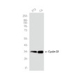 Cyclin D1 antibody western blot NIH 3T3 C6 lysates STJA0035915