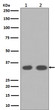 Cyclin D1 antibody western blot MCF-7 LNCaP lysates STJA0035915
