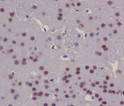 CREB antibody immunohistochemistry mouse brain STJA0035922