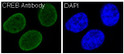 CREB antibody immunofluorescence HeLa cells STJA0035922
