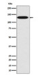 MYLK antibody western blot HUVEC lysates STJA0035923