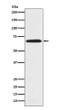 PRMT5 antibody western blot HeLa cells STJA0035927