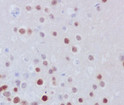 Fos B antibody immunohistochemistry mouse brain STJA0035933