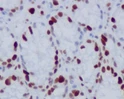 Phospho-Histone H14 antibody immunohistochemistry mouse colon STJA0035939