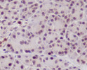 NeuN antibody immunohistochemistry mouse brain tissue STJA0035944