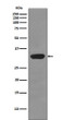 RPS3 antibody western blot HepG2 lysates STJA0035950