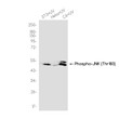 Phospho-JNK antibody western blot NIH/3T3 HeLa C6 UV STJA0035957