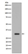 PIM1 antibody western blot Jurkat STJA0035962