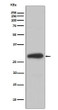 BDNF antibody western blot mouse heart STJA0035972