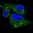 BDNF antibody immunofluorescence HeLa cells STJA0035972