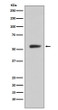 CA9 antibody western blot human stomach STJA0035982