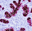 Anti-Breast Cocktail antibody IHC human normal breast STJ180693