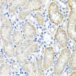 Immunohistochemistry analysis of paraffin-embedded mouse kidney using PSTPIP1 antibody (STJ110071) at dilution of 1:100 (40x lens). Perform microwave antigen retrieval with 10 mM PBS buffer pH 7. 2 before commencing with immunohistochemistry staining protocol.