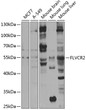 Western blot analysis of extracts of various cell lines, using FLVCR2 antibody (STJ110125) at 1:1000 dilution. Secondary antibody: HRP Goat Anti-Rabbit IgG (H+L) (STJS000856) at 1:10000 dilution. Lysates/proteins: 25 Mu g per lane. Blocking buffer: 3% nonfat dry milk in TBST. Detection: ECL Basic Kit. Exposure time: 5s.