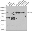 Western blot analysis of various lysates using RUFY2 Rabbit pAb (STJ110290) at 1:1000 dilution. <br/>Secondary antibody: HRP-conjugated Goat anti-Rabbit IgG (H+L) (STJS000856) at 1:10000 dilution. <br/>Lysates/proteins: 25 Mu g per lane. <br/>Blocking buffer: 3% nonfat dry milk in TBST. <br/>Detection: ECL Enhanced Kit <br/>Exposure time: 90s.
