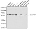 Western blot analysis of various lysates using MST1/STK4 Rabbit pAb (STJ110346) at 1:1000 dilution. <br/>Secondary antibody: HRP-conjugated Goat anti-Rabbit IgG (H+L) (STJS000856) at 1:10000 dilution. <br/>Lysates/proteins: 25 Mu g per lane. <br/>Blocking buffer: 3% nonfat dry milk in TBST. <br/>Detection: ECL Basic Kit <br/>Exposure time: 15s.