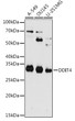 Western blot analysis of various lysates using [KO Validated] DDIT4 Rabbit pAb (STJ110386) at 1:1000 dilution. <br/>Secondary antibody: HRP-conjugated Goat anti-Rabbit IgG (H+L) (STJS000856) at 1:10000 dilution. <br/>Lysates/proteins: 25 Mu g per lane. <br/>Blocking buffer: 3% nonfat dry milk in TBST. <br/>Detection: ECL Enhanced Kit <br/>Exposure time: 180s.