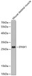 Western blot analysis of lysates from mouse skeletal muscle, using IFNW1 Rabbit pAb (STJ110424) at 1:1000 dilution. <br/>Secondary antibody: HRP-conjugated Goat anti-Rabbit IgG (H+L) (STJS000856) at 1:10000 dilution. <br/>Lysates/proteins: 25 Mu g per lane. <br/>Blocking buffer: 3% nonfat dry milk in TBST. <br/>Detection: ECL Basic Kit <br/>Exposure time: 90s.