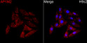 Immunofluorescence analysis of H9c2 cells using AP1M2 Rabbit pAb (STJ110629) at a dilution of 1:100 (40x lens). Secondary antibody: Cy3 Goat Anti-Rabbit IgG (H+L) (STJS001166) at 1:500 dilution. Blue: DAPI for nuclear staining.