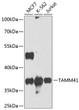 Western blot analysis of various lysates using TAMM41 Rabbit pAb (STJ110672) at 1:1000 dilution. <br/>Secondary antibody: HRP-conjugated Goat anti-Rabbit IgG (H+L) (STJS000856) at 1:10000 dilution. <br/>Lysates/proteins: 25 Mu g per lane. <br/>Blocking buffer: 3% nonfat dry milk in TBST. <br/>Detection: ECL Basic Kit <br/>Exposure time: 10s.