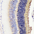 Immunohistochemistry analysis of paraffin-embedded Mouse retina using PDC Rabbit pAb (STJ110745) at dilution of 1:200 (40x lens). Microwave antigen retrieval performed with 0. 01M PBS Buffer (pH 7. 2) prior to immunohistochemistry staining.
