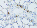 Immunohistochemistry analysis of paraffin-embedded Rat lung using TEFM Rabbit pAb (STJ110809) at dilution of 1:100 (40x lens). Microwave antigen retrieval performed with 0. 01M PBS Buffer (pH 7. 2) prior to immunohistochemistry staining.
