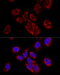 Confocal immunofluorescence analysis of U2OS cells using TEFM Rabbit pAb (STJ110809) at dilution of 1:100. Blue: DAPI for nuclear staining.