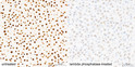 Immunohistochemistry analysis of paraffin-embedded Rat liver tissue, Untreated (left) and lambda phosphatase-treated (right) , using Phospho-NF-kB p65/RelA-S276 Rabbit pAb (STJ110827) at a dilution of 1:1600 (40x lens). High pressure antigen retrieval performed with 0. 01M Citrate Bufferr (pH 6. 0) prior to immunohistochemistry staining.