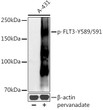 Western blot analysis of lysates from A-431 cells, using Phospho-FLT3-Y589/591 Rabbit pAb (STJ110865) at 1:500 dilution. A-431 cells were treated by pervanadate (1 mM) at 37 °C for 30 minutes after serum-starvation overnight. <br/>Secondary antibody: HRP-conjugated Goat anti-Rabbit IgG (H+L) (STJS000856) at 1:10000 dilution. <br/>Lysates/proteins: 25 Mu g per lane. <br/>Blocking buffer: 3% nonfat dry milk in TBST. <br/>Detection: ECL Basic Kit <br/>Exposure time: 90s.