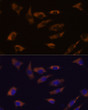 Immunofluorescence analysis of L929 cells using FSTL4 Rabbit polyclonal antibody (STJ11100190) at dilution of 1:100. Blue: DAPI for nuclear staining.