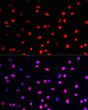 Immunofluorescence analysis of C6 cells using Phospho-Histone H3-T45 Rabbit pAb (STJ11101034) at dilution of 100 (40x lens). Secondary antibody: Cy3-conjugated Goat anti-Rabbit IgG (H+L) (STJS001166) at 1:500 dilution. Blue: DAPI for nuclear staining.