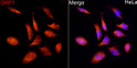 Immunofluorescence analysis of HeLa cells using DRP1 rabbit polyclonal antibody (STJ111011) at dilution of 1:50 (40x lens). Blue: DAPI for nuclear staining.