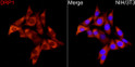 Immunofluorescence analysis of NIH/3T3 cells using DRP1 rabbit polyclonal antibody (STJ111011) at dilution of 1:50 (40x lens). Blue: DAPI for nuclear staining.