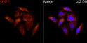 Immunofluorescence analysis of U2OS cells using DRP1 rabbit polyclonal antibody (STJ111011) at dilution of 1:50 (40x lens). Blue: DAPI for nuclear staining.