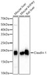 Anti-CLDN1 antibody (112-211) [S1MR] (STJ11101351)